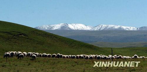 Скотоводческий район провинции Цинхай (фотография сделана 30 августа)